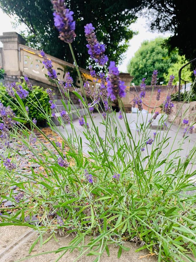 مبيت وإفطار بريستول Ferndale Mews المظهر الخارجي الصورة